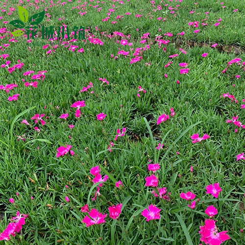 如何讓花木順利過冬？